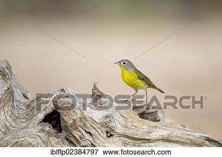 "Nashville Warbler (Oreothlypis ruficapilla), adult, perched on log, Santa Clara Ranch, Texas, United States, North America" View Large Photo Image Stock Photo - "Nashville Warbler (Oreothlypis ruficapilla), adult, perched on log, Santa Clara Ranch, Texas, United States, North America". Fotosearch