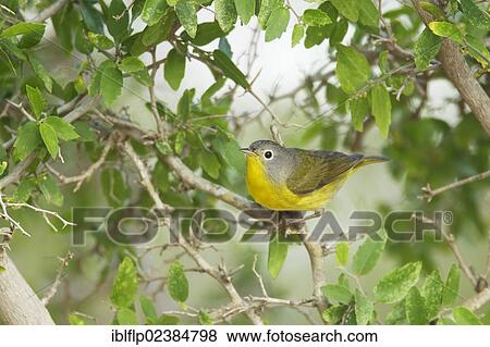 "Nashville Warbler (Oreothlypis ruficapilla), adult, perched on twig, Santa Clara Ranch, Texas, United States, North America" View Large Photo Image Stock Photo - "Nashville Warbler (Oreothlypis ruficapilla), adult, perched on twig, Santa Clara Ranch, Texas, United States, North America". Fotosearch