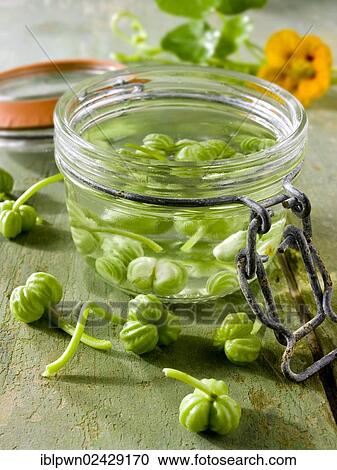 Nasturtium seeds being pickled View Large Photo Image Stock Image - Nasturtium seeds being pickled. Fotosearch