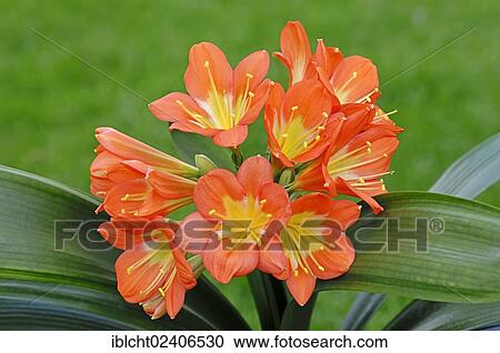 "Natal Lily or Bush Lily (Clivia miniata), native to southern Africa, ornamental plant" View Large Photo Image Stock Image - "Natal Lily or Bush Lily (Clivia miniata), native to southern Africa, ornamental plant". Fotosearch
