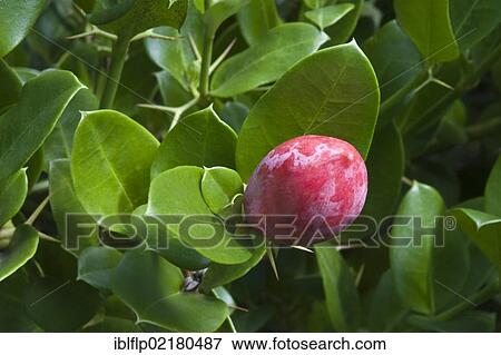 "Natal Plum (Carissa macrocarpa), close-up of fruit, Kirstenbosch National Botanical Garden, Cape Town, Western Cape, South Africa, Africa" View Large Photo Image Stock Photo - "Natal Plum (Carissa macrocarpa), close-up of fruit, Kirstenbosch National Botanical Garden, Cape Town, Western Cape, South Africa, Africa". Fotosearch