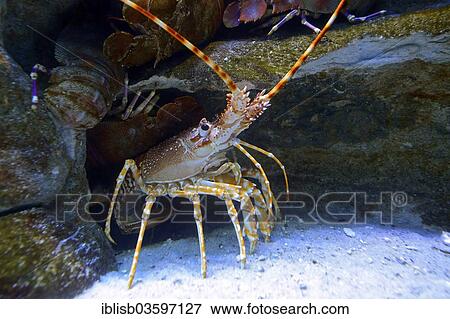 Stock Photo - "Natal Spiny Lobster (Palinurus delagoae), captive, Cape Town, Western Cape, South Africa, Africa". Fotosearch