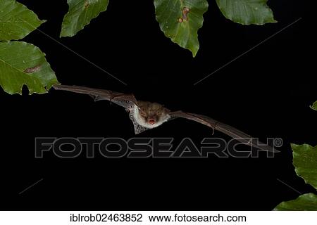 Stock Image - "Natterer's Bat (Myotis nattereri) in flight, Thuringia, Germany, Europe". Fotosearch