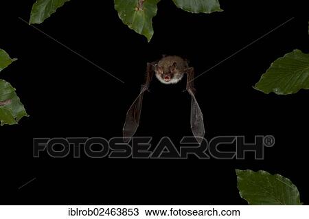 Stock Image - "Natterer's Bat (Myotis nattereri) in flight, Thuringia, Germany, Europe". Fotosearch