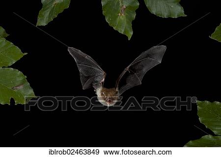 Stock Photo - "Natterer's Bat (Myotis nattereri) in flight, Thuringia, Germany, Europe". Fotosearch