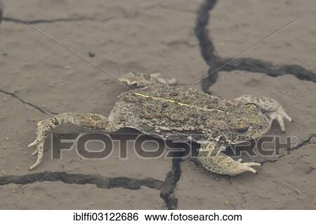 "Natterjack Toad (Bufo calamita), adult stretched out in a puddle, Industriebrache, Dortmund, Ruhr district, North Rhine-Westphalia, Germany, Europe" View Large Photo Image Stock Photograph - "Natterjack Toad (Bufo calamita), adult stretched out in a puddle, Industriebrache, Dortmund, Ruhr district, North Rhine-Westphalia, Germany, Europe". Fotosearch