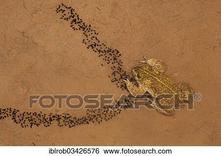 "Natterjack Toad (Bufo calamita) and newly hatched larvae on a shallow temporary sheet of water, Erfurt, Thuringia, Germany, Europe" View Large Photo Image Stock Photograph - "Natterjack Toad (Bufo calamita) and newly hatched larvae on a shallow temporary sheet of water, Erfurt, Thuringia, Germany, Europe". Fotosearch