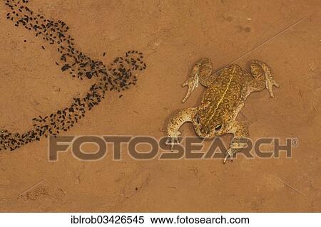"Natterjack Toad (Bufo calamita) and newly hatched larvae on a shallow temporary sheet of water, Erfurt, Thuringia, Germany, Europe" View Large Photo Image Stock Photography - "Natterjack Toad (Bufo calamita) and newly hatched larvae on a shallow temporary sheet of water, Erfurt, Thuringia, Germany, Europe". Fotosearch