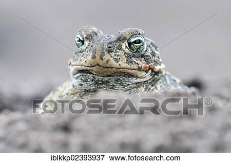"Natterjack Toad (Bufo calamita) in a former open-cast mine near Finsterwalde, Brandenburg, Germany, Europe" View Large Photo Image Stock Photo - "Natterjack Toad (Bufo calamita) in a former open-cast mine near Finsterwalde, Brandenburg, Germany, Europe". Fotosearch