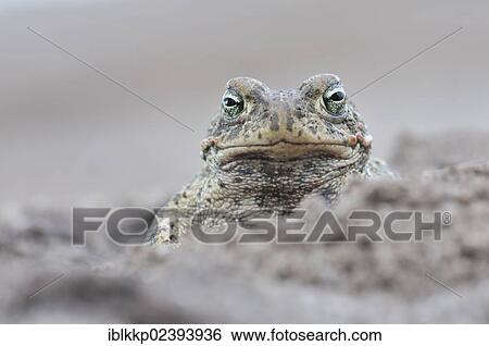 Stock Photograph - "Natterjack Toad (Bufo calamita) in a former open-cast mine near Finsterwalde, Brandenburg, Germany, Europe". Fotosearch