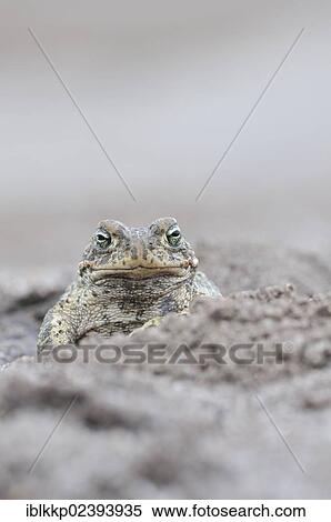 "Natterjack Toad (Bufo calamita) in a former open-cast mine near Finsterwalde, Brandenburg, Germany, Europe" View Large Photo Image Stock Photography - "Natterjack Toad (Bufo calamita) in a former open-cast mine near Finsterwalde, Brandenburg, Germany, Europe". Fotosearch