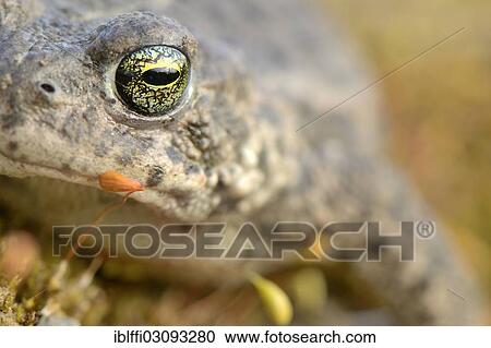 Stock Image - "Natterjack toad (Bufo calamita), close-up, Industriegelande, Dortmund, Ruhr district, North Rhine-Westphalia, Germany, Europe". Fotosearch