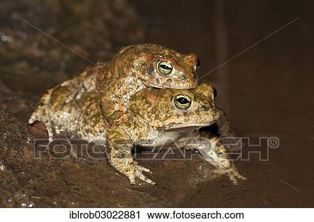"Natterjack Toad (Bufo calamita), amplexus, Erfurt, Thuringia, Germany, Europe" View Large Photo Image Stock Image - "Natterjack Toad (Bufo calamita), amplexus, Erfurt, Thuringia, Germany, Europe". Fotosearch