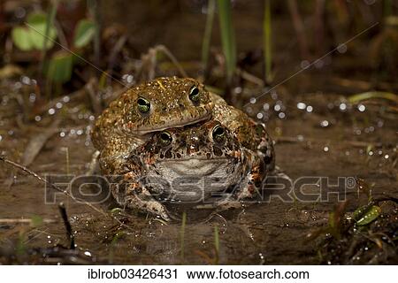 "Natterjack Toad (Bufo calamita), amplexus, Erfurt, Thuringia, Germany, Europe" View Large Photo Image Stock Image - "Natterjack Toad (Bufo calamita), amplexus, Erfurt, Thuringia, Germany, Europe". Fotosearch