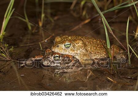 "Natterjack Toad (Bufo calamita), amplexus, Erfurt, Thuringia, Germany, Europe" View Large Photo Image Stock Image - "Natterjack Toad (Bufo calamita), amplexus, Erfurt, Thuringia, Germany, Europe". Fotosearch