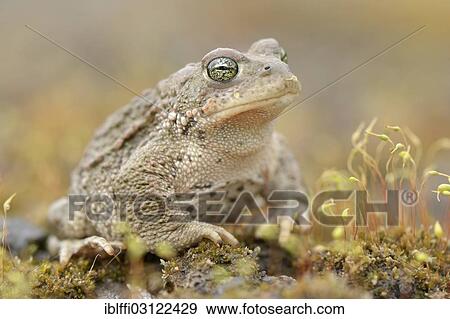 "Natterjack Toad (Bufo calamita), adult, Industriebrache, Dortmund, Ruhr district, North Rhine-Westphalia, Germany, Europe" View Large Photo Image Stock Photo - "Natterjack Toad (Bufo calamita), adult, Industriebrache, Dortmund, Ruhr district, North Rhine-Westphalia, Germany, Europe". Fotosearch