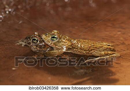 "Natterjack Toad (Bufo calamita), amplexus, Erfurt, Thuringia, Germany, Europe" View Large Photo Image Stock Photo - "Natterjack Toad (Bufo calamita), amplexus, Erfurt, Thuringia, Germany, Europe". Fotosearch