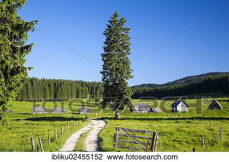 "Nature reserve of Pokljuka plateau, Triglav National Park, Slovenia, Europe" View Large Photo Image Stock Image - "Nature reserve of Pokljuka plateau, Triglav National Park, Slovenia, Europe". Fotosearch