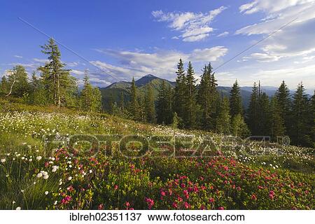 Stock Photo - "Naunz in spring, Naunz, Kellerjoch, Tux Prealps, Tyrol, Austria, Europe". Fotosearch
