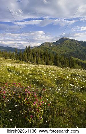 Stock Photograph - "Naunz in spring, Naunz, Kellerjoch, Tux Prealps, Tyrol, Austria, Europe". Fotosearch