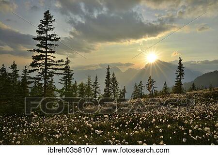 "Naunz in summer, Cotton Grass (Eriophorum sp. ) in front of the Karwendel Mountains, Tux Alps, Central Eastern Alps, Alsp, Tyrol, Austria, Europe" View Large Photo Image Stock Image - "Naunz in summer, Cotton Grass (Eriophorum sp. ) in front of the Karwendel Mountains, Tux Alps, Central Eastern Alps, Alsp, Tyrol, Austria, Europe". Fotosearch