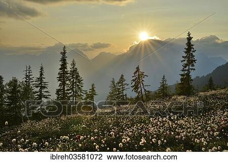 "Naunz in summer, Cotton Grass (Eriophorum sp. ) in front of the Karwendel Mountains, Tux Alps, Central Eastern Alps, Alsp, Tyrol, Austria, Europe" View Large Photo Image Stock Image - "Naunz in summer, Cotton Grass (Eriophorum sp. ) in front of the Karwendel Mountains, Tux Alps, Central Eastern Alps, Alsp, Tyrol, Austria, Europe". Fotosearch