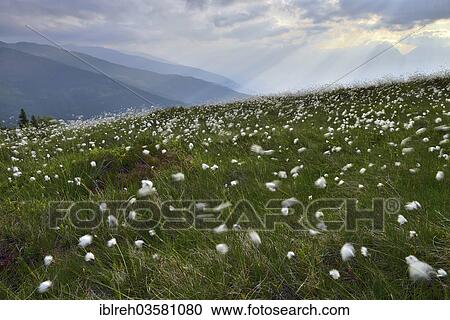 Stock Image - "Naunz in summer, Cotton Grass (Eriophorum sp. ) in front of the Karwendel Mountains and the Tux Alps, Tux Alps, Central Eastern Alps, Alsp, Tyrol, Austria, Europe". Fotosearch