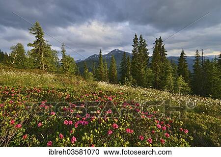 "Naunz in summer, Snow-rose or Rusty-leaved Alpenrose (Rhododendron ferrugineum) and Cotton Grass (Eriophorum sp. ) in front of Gilfert Mountain and Sonntagskoepfl Mountain, Tux Alps, Central Eastern Alps, Alsp, Tyrol, Austria, Europe" View Large Photo Image Stock Image - "Naunz in summer, Snow-rose or Rusty-leaved Alpenrose (Rhododendron ferrugineum) and Cotton Grass (Eriophorum sp. ) in front of Gilfert Mountain and Sonntagskoepfl Mountain, Tux Alps, Central Eastern Alps, Alsp, Tyrol, Austria, Europe". Fotosearch