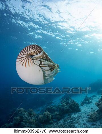 "Nautilus (Nautilus belauensis), Palau, Oceania" View Large Photo Image Stock Image - "Nautilus (Nautilus belauensis), Palau, Oceania". Fotosearch