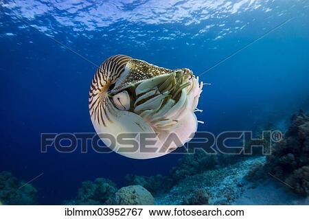 "Nautilus (Nautilus belauensis), Palau, Oceania" View Large Photo Image Stock Photo - "Nautilus (Nautilus belauensis), Palau, Oceania". Fotosearch