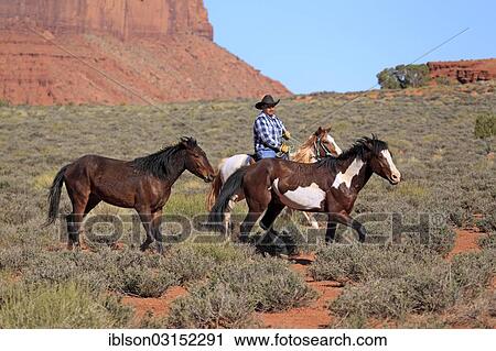 "Navajo cowboy riding on a Mustang, driving a herd of Mustangs, Utah, United States, North America" View Large Photo Image Stock Image - "Navajo cowboy riding on a Mustang, driving a herd of Mustangs, Utah, United States, North America". Fotosearch