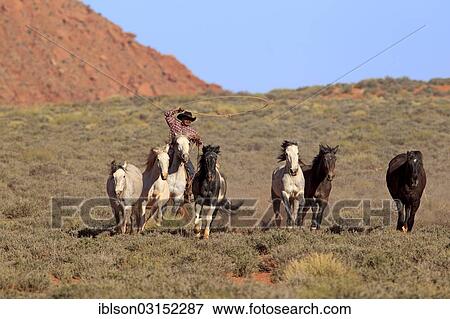 "Navajo cowboy riding on a Mustang, driving a herd of Mustangs, Utah, United States, North America" View Large Photo Image Stock Photo - "Navajo cowboy riding on a Mustang, driving a herd of Mustangs, Utah, United States, North America". Fotosearch