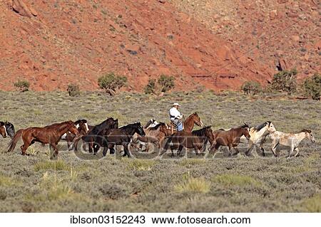 "Navajo cowboy with Mustangs, Utah, United States, North America" View Large Photo Image Stock Image - "Navajo cowboy with Mustangs, Utah, United States, North America". Fotosearch