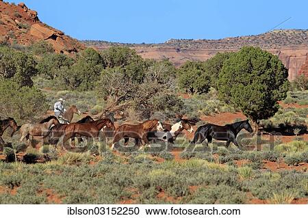 Stock Image - "Navajo cowboy with Mustangs, Utah, United States, North America". Fotosearch