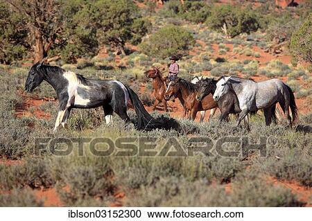 "Navajo cowboy with Mustangs, Utah, United States, North America" View Large Photo Image Stock Image - "Navajo cowboy with Mustangs, Utah, United States, North America". Fotosearch