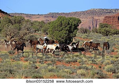 "Navajo cowboy with Mustangs, Utah, United States, North America" View Large Photo Image Stock Photo - "Navajo cowboy with Mustangs, Utah, United States, North America". Fotosearch