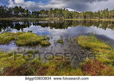 Picture - "Naveretjarn Lake, Tresticklan National Park, Dalsland, Vastra Gotaland, Sweden, Europe". Fotosearch