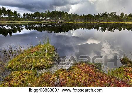 "Naveretjarn Lake, Tresticklan National Park, Dalsland, Vastra Gotaland, Sweden, Europe" View Large Photo Image Stock Photo - "Naveretjarn Lake, Tresticklan National Park, Dalsland, Vastra Gotaland, Sweden, Europe". Fotosearch