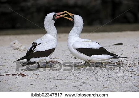 Stock Photo - "Nazca boobies (Sula granti dactylatra), courtship, Genovesa Island, Galapagos Islands, Unesco World Heritage Site, Ecuador, South America". Fotosearch