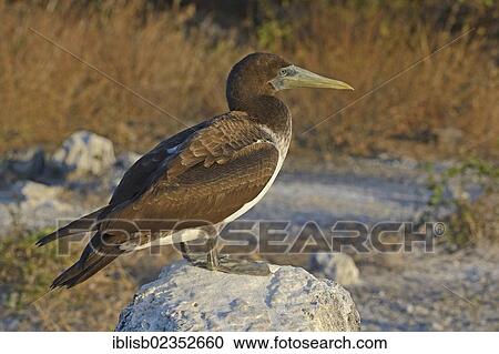 "Nazca Booby (Sula granti dactylatra), with juvenile plumage, Genovesa Island, Galapagos Islands, UNESCO World Natural Heritage, Ecuador, South America" View Large Photo Image Stock Image - "Nazca Booby (Sula granti dactylatra), with juvenile plumage, Genovesa Island, Galapagos Islands, UNESCO World Natural Heritage, Ecuador, South America". Fotosearch