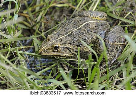 "ndus Valley Bullfrog or Indian Bullfrog (Hoplobatrachus tigerinus), Keoladeo National Park, Bharatpur, Rajasthan, India, Asia" View Large Photo Image Stock Photo - "ndus Valley Bullfrog or Indian Bullfrog (Hoplobatrachus tigerinus), Keoladeo National Park, Bharatpur, Rajasthan, India, Asia". Fotosearch