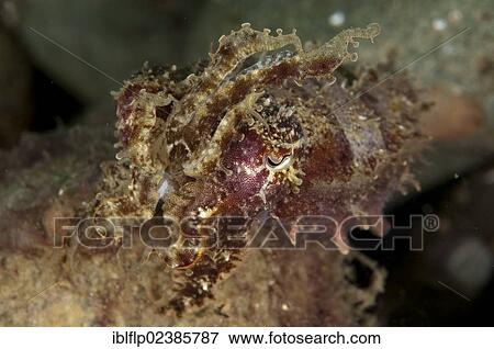 "Needle Cuttlefish (Sepia aculeata), adult, Ambon Island, Maluku Islands, Banda Sea, Indonesia, Southeast Asia, Asia" View Large Photo Image Stock Photo - "Needle Cuttlefish (Sepia aculeata), adult, Ambon Island, Maluku Islands, Banda Sea, Indonesia, Southeast Asia, Asia". Fotosearch