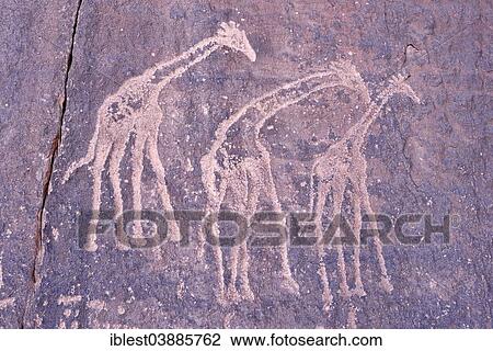 "Neolithic rock art, Bubaline or Bubalus period, rock engraving of giraffes, Tadrart, Tassili n'Ajjer National Park, Unesco World Heritage Site, Sahara desert, Algeria, Africa" View Large Photo Image Stock Image - "Neolithic rock art, Bubaline or Bubalus period, rock engraving of giraffes, Tadrart, Tassili n'Ajjer National Park, Unesco World Heritage Site, Sahara desert, Algeria, Africa". Fotosearch