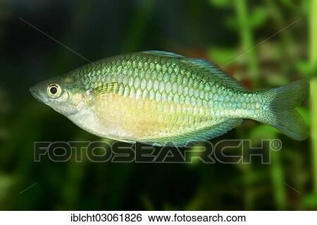 "Neon Dwarf Rainbowfish (Melanotaenia praecox), female, native to New Guinea, captive, North Rhine-Westphalia, Germany, Europe" View Large Photo Image Stock Photograph - "Neon Dwarf Rainbowfish (Melanotaenia praecox), female, native to New Guinea, captive, North Rhine-Westphalia, Germany, Europe". Fotosearch