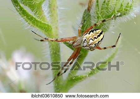 "Neoscona adianta spider, Central Macedonia, Greece, Europe" View Large Photo Image Stock Image - "Neoscona adianta spider, Central Macedonia, Greece, Europe". Fotosearch