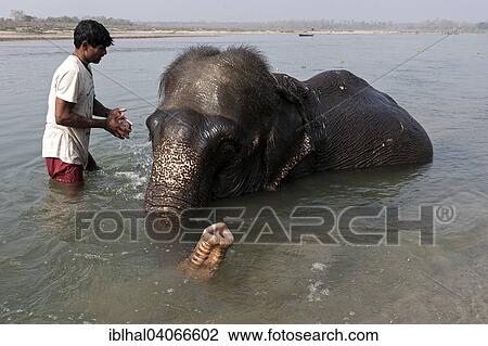 "Nepalese mahout bathing his elephant in the East Rapti River at Sauraha, Nepal, Asia" View Large Photo Image Stock Image - "Nepalese mahout bathing his elephant in the East Rapti River at Sauraha, Nepal, Asia". Fotosearch