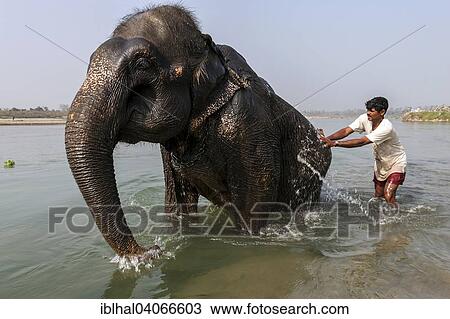 "Nepalese mahout bathing his elephant in the East Rapti River at Sauraha, Nepal, Asia" View Large Photo Image Stock Image - "Nepalese mahout bathing his elephant in the East Rapti River at Sauraha, Nepal, Asia". Fotosearch