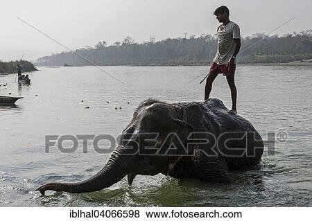 "Nepalese mahout bathing his elephant in the East Rapti River at Sauraha, Nepal, Asia" View Large Photo Image Stock Photo - "Nepalese mahout bathing his elephant in the East Rapti River at Sauraha, Nepal, Asia". Fotosearch