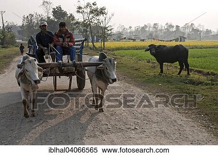 "Nepalese men drive their bullock carts on a country road, Sauraha, Nepal, Asia" View Large Photo Image Stock Photography - "Nepalese men drive their bullock carts on a country road, Sauraha, Nepal, Asia". Fotosearch