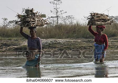 "Nepalese women carry firewood on their heads by the East Rapti River at Sauraha, Nepal, Asia" View Large Photo Image Stock Photo - "Nepalese women carry firewood on their heads by the East Rapti River at Sauraha, Nepal, Asia". Fotosearch